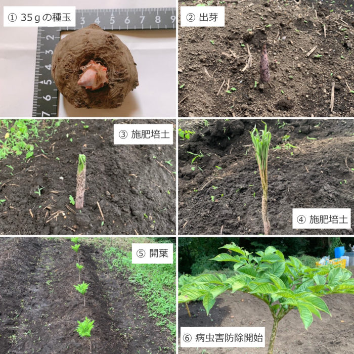 こんにゃく芋の試験栽培について 神奈川ツルマフーズ 株
