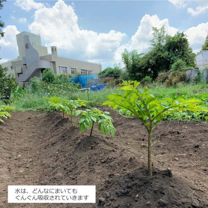 こんにゃく芋の試験栽培について 神奈川ツルマフーズ 株