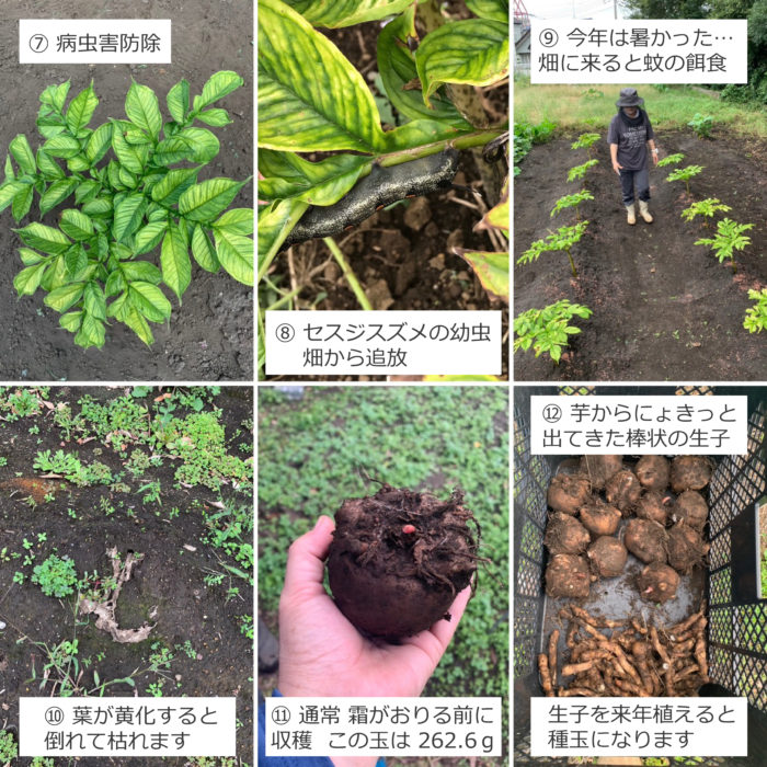 こんにゃく芋の試験栽培について 神奈川ツルマフーズ 株